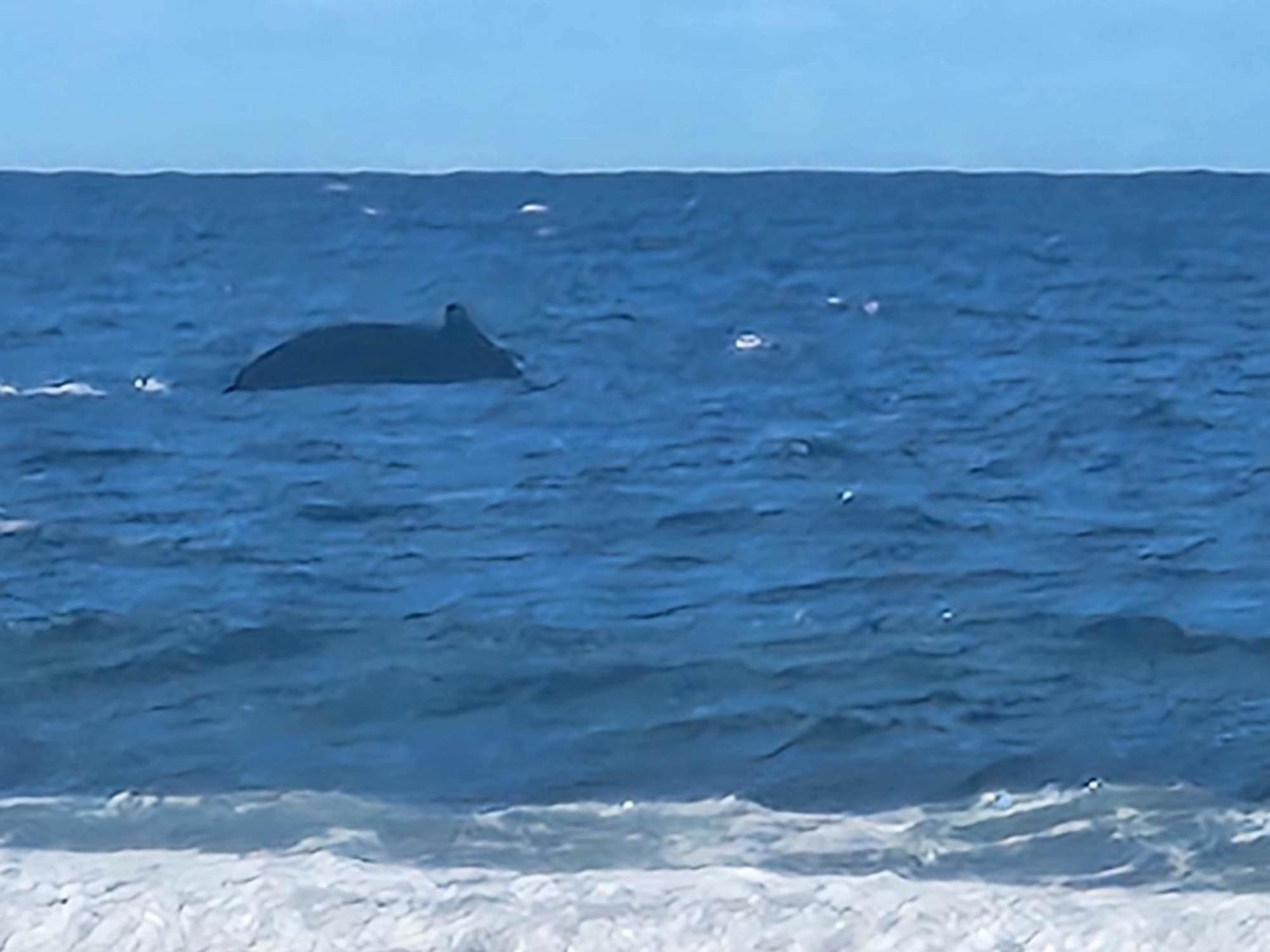 Moorea Temae Bungalow Lory Bord De Mer Luaran gambar
